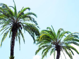 Fototapeta na wymiar Dwarf date palm