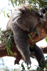 Koala hängt im Baum