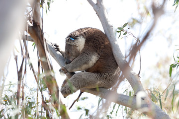 Koala hängt im Baum