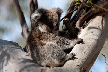 Koala hängt im Baum