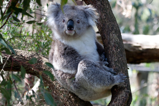 Koala klettert auf Baum