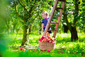 Little girl picking apples on a farm