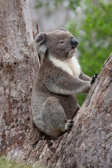 Koala klettert auf Baum