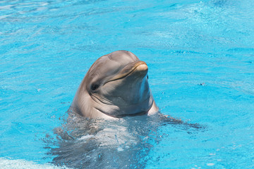 Fototapeta premium Dolphin smiling in the water