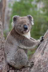 Koala klettert auf Baum
