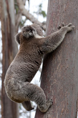 Koala klettert auf Baum
