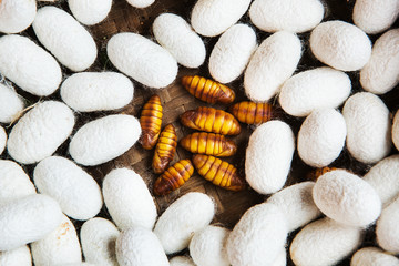 Closeup of Silkworm pupae, Life cycle of Silkworm