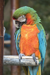 Green macaw sitting on a branch