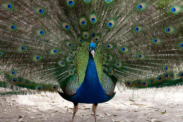 Obraz premium Pfau close up