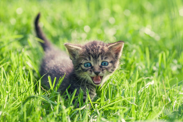 Naklejka na ściany i meble Little kitten on green lawn