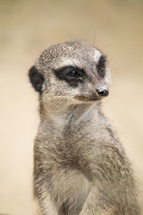 Meerkat standing up and looking