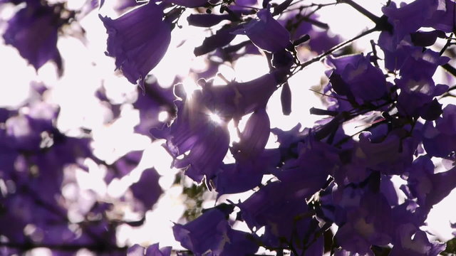 Jacaranda Tree at full bloom in Southern California streets
