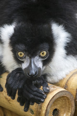 Ruffed Lemur, black and white, resting