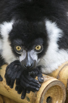 Ruffed Lemur, black and white, resting