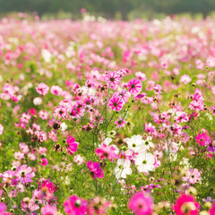 Cosmos Daisy under sunlight