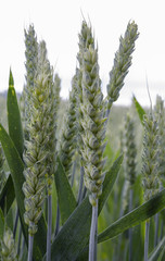 Getreide - Junger Weizen