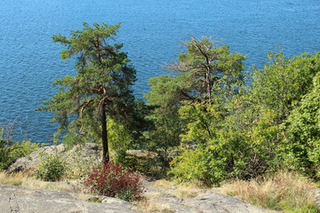 Nature by the water  in Stockholm city