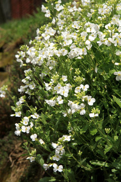 White Arabis alpina known by the common name Mountain rock cress or Caucasian Rockcress. 