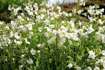 Fototapeta premium White Arabis alpina known by the common name Mountain rock cress or Caucasian Rockcress. 