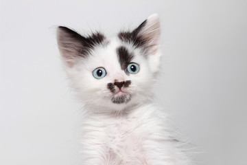 kitten looking © Happy monkey