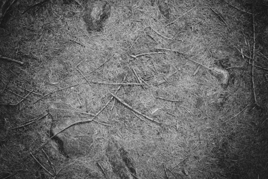 Fototapeta Leaf litter on the forest floor, black and white