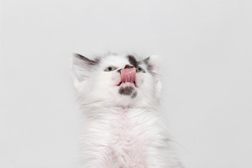 Fototapeta premium kitty licked