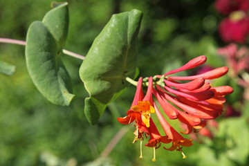 Chèvrefeuille orange 