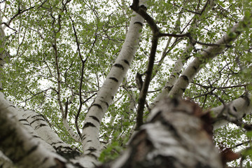 Fototapeta premium birch