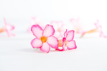 Fototapeta na wymiar Tropical flower Pink Adenium or Desert rose on white background