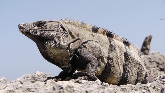 Footage of a Giant Iguana in Yucatan Peninsula Mexico