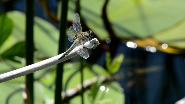 libellula w