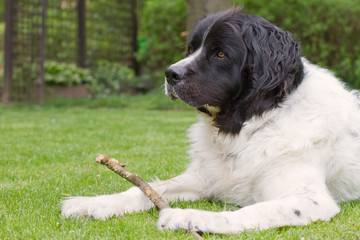 Portrait of a cute landseer dog playing with a branch on green grass, large breed dog