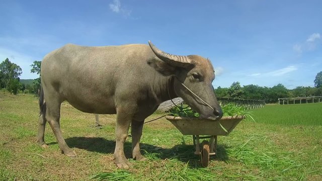Water buffalo&nbsp;or&nbsp;domestic Asian water buffalo&nbsp;(Bubalus bubalis)  