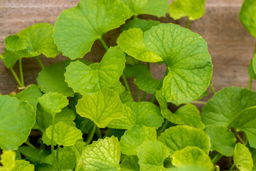 gotu kola