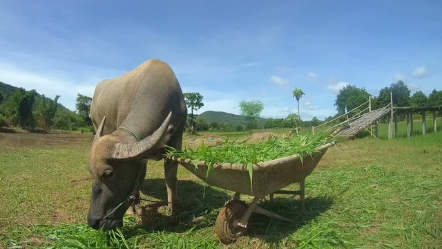 Water buffalo&nbsp;or&nbsp;domestic Asian water buffalo&nbsp;(Bubalus bubalis) 