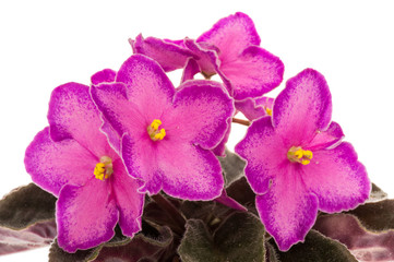 Violet flower (saintpolia) isolated.