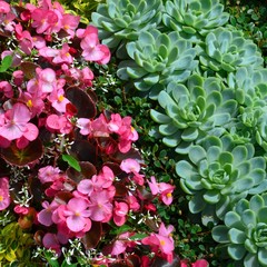 Grabbepflanzung mit rosa Begonien / begonia semperflorens und Grünpflanzen - immergrün