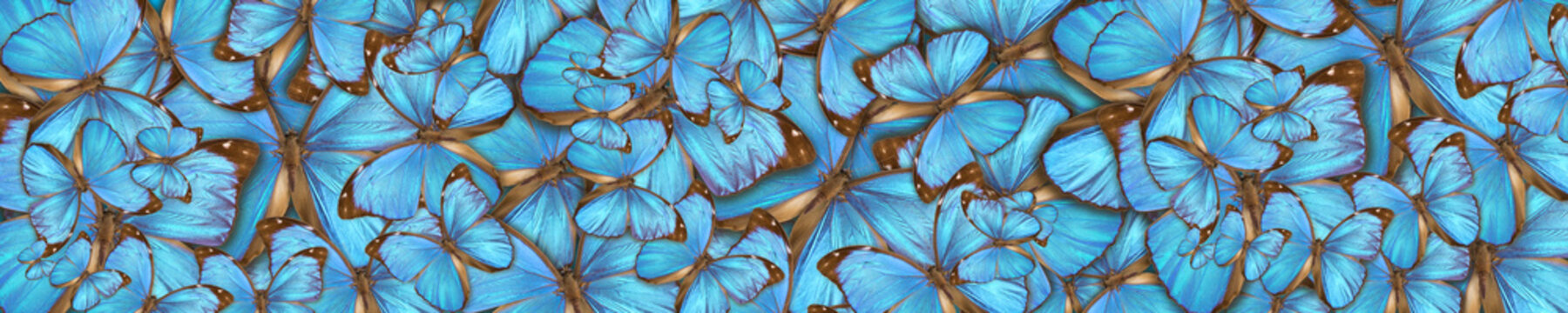 abstract background tropical butterflys Morpho menelaus