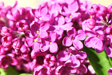 Fototapeta na wymiar lilac flowers