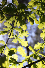 Oak leaves