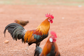 Red jungle fowl