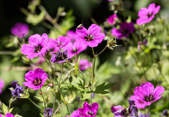 Fototapeta premium Wanze auf Blümchen