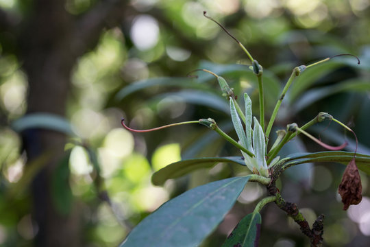 Verbl&uuml;hter Rododendron