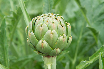 Fototapeta premium Artichoke 