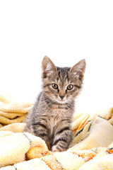Small gray kitten look at camera on a soft yellow blanket