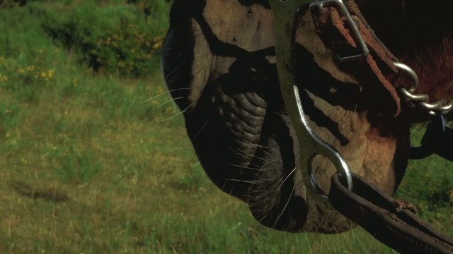 Horse mouth detail with stirrup