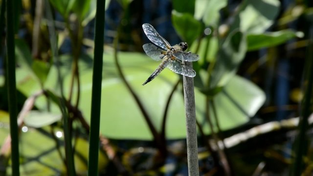 libellula 8