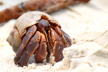 Hermit Crab in white sand, Thailand