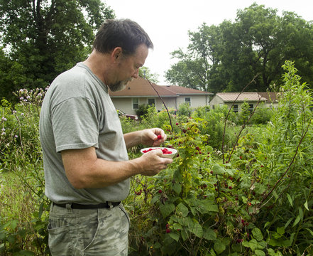 Organic Farmer Picking Red Raspberries