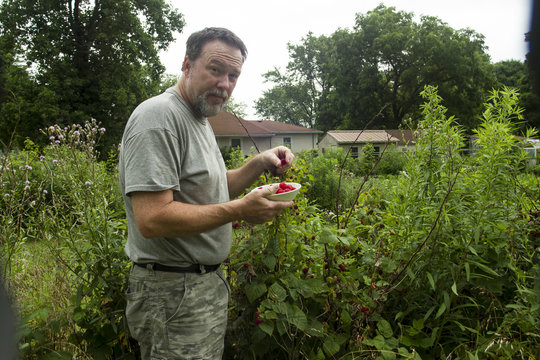 Organic Farmer Picking Raspberries